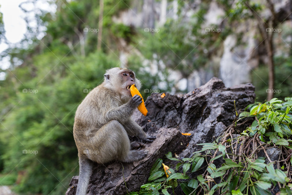Monkey eating fruit