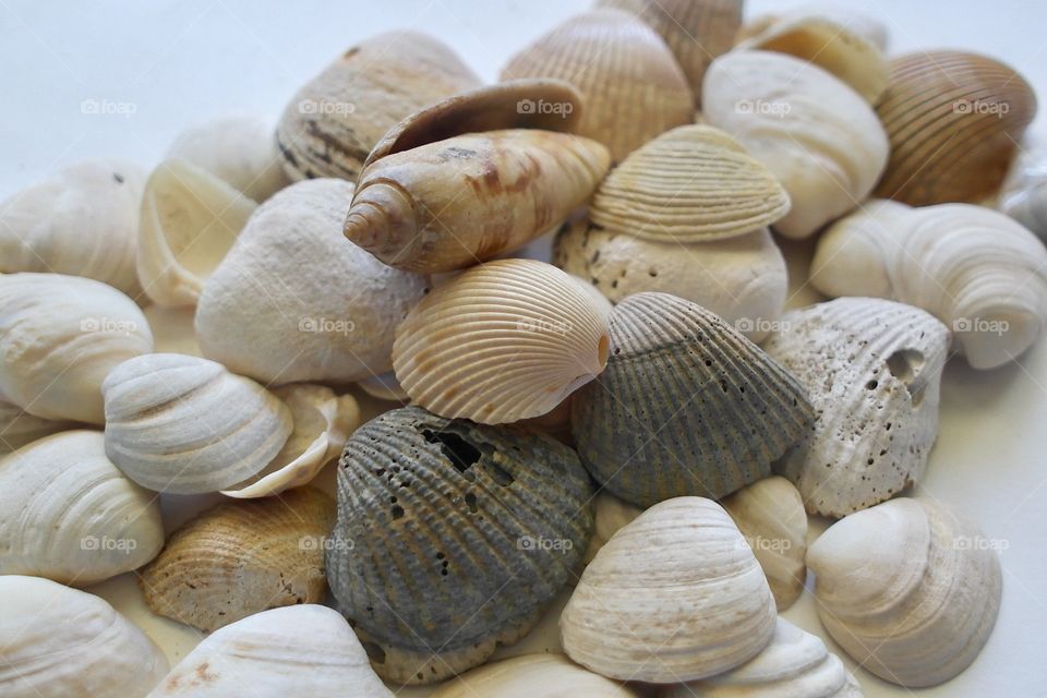 Seashells 