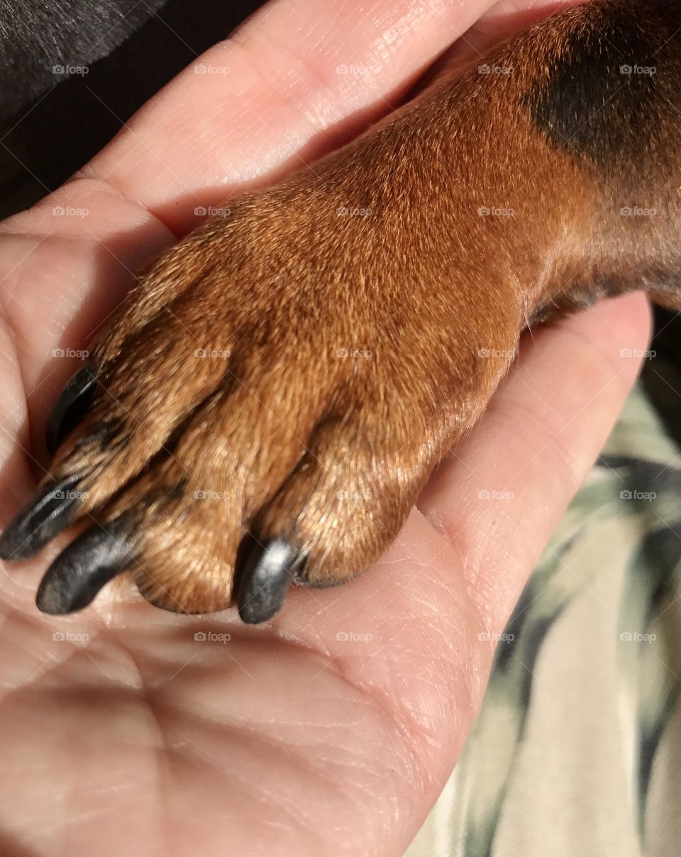 Hand and paw