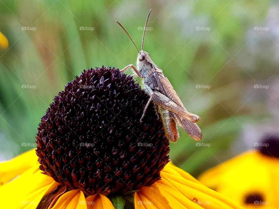 Grasshopper on flower