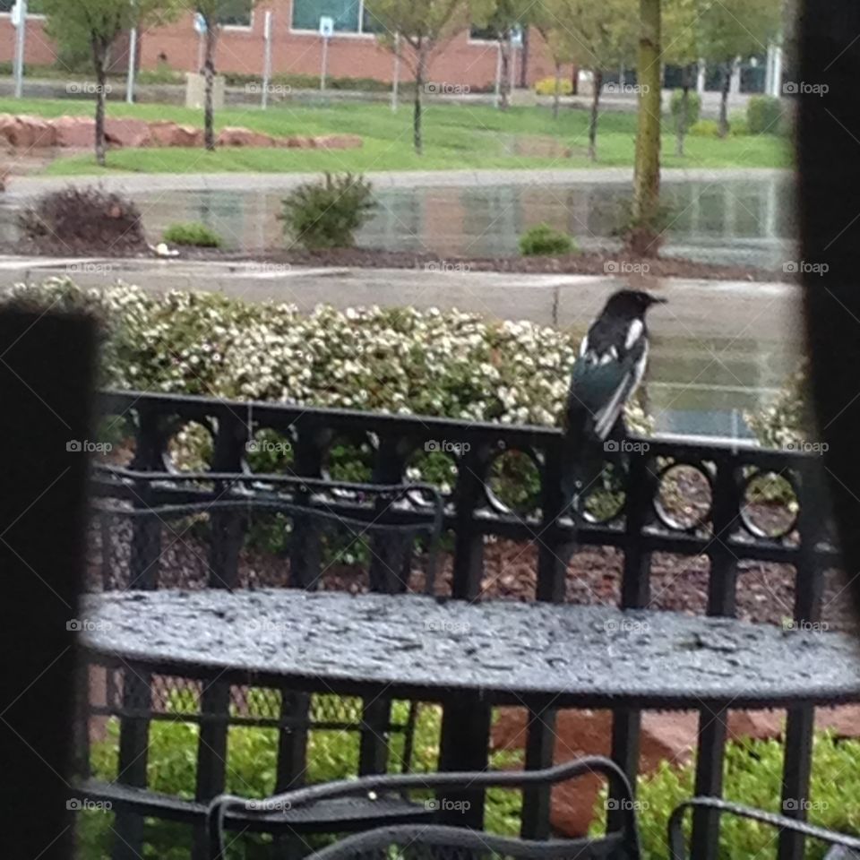 Bird avoiding the rain