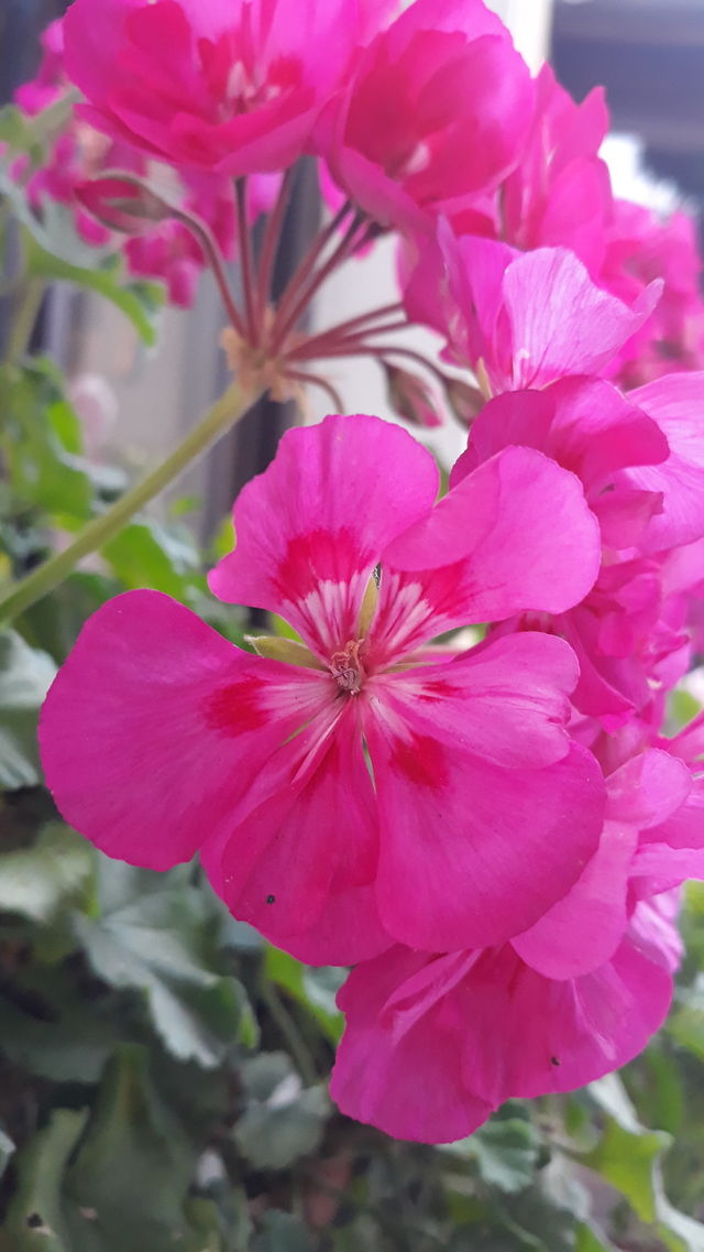 Blume