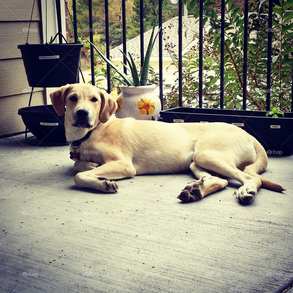 White lab on the patio