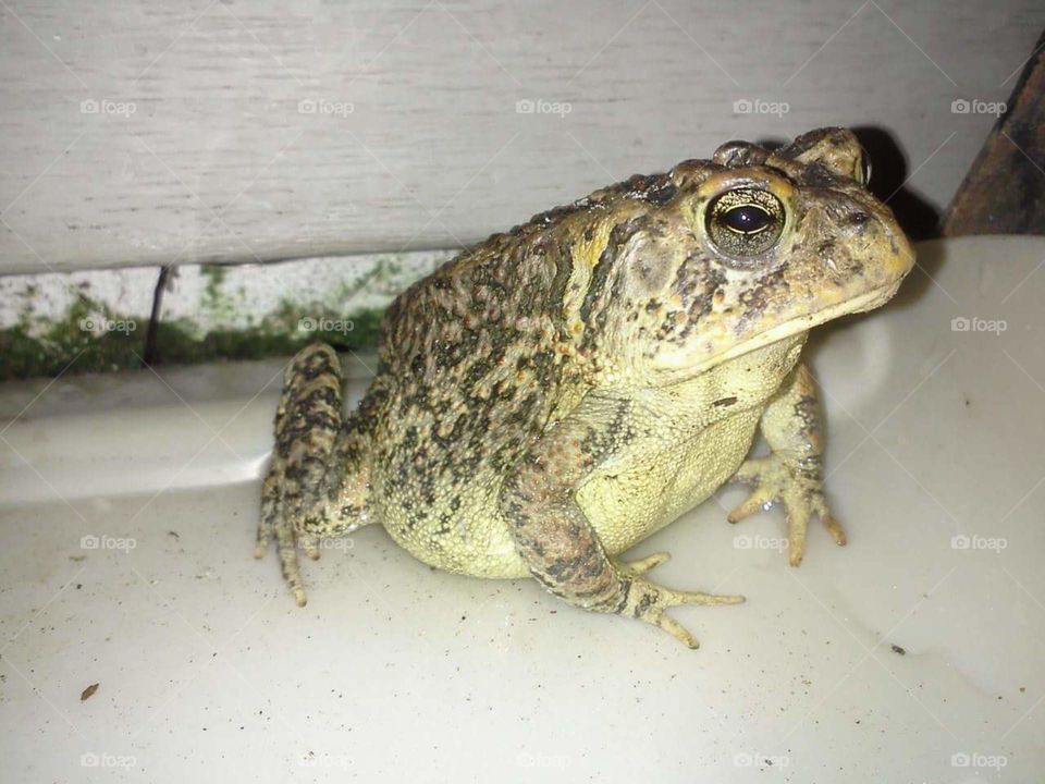 The grandkids found another frog
