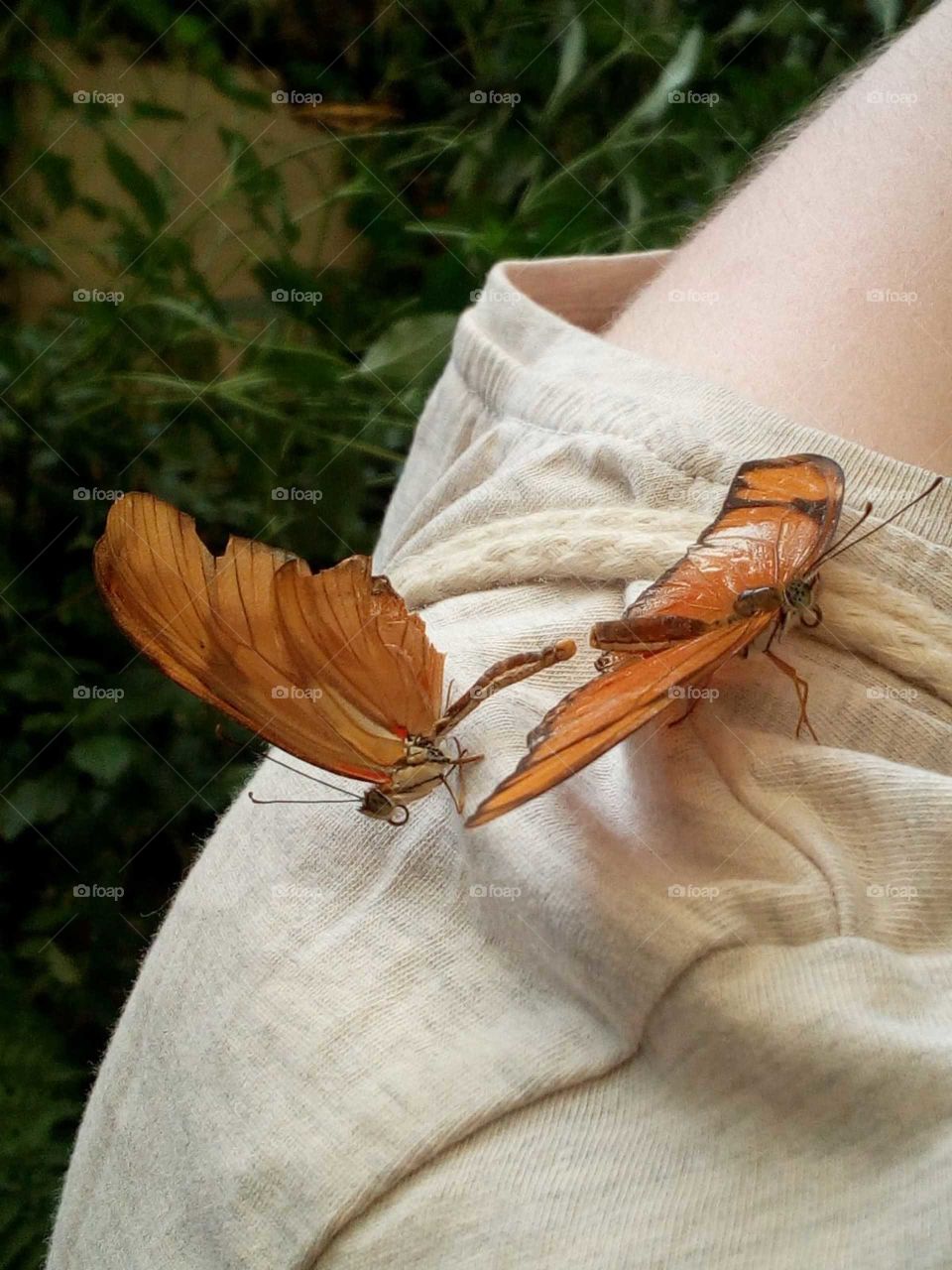 Butterflies on shoulder