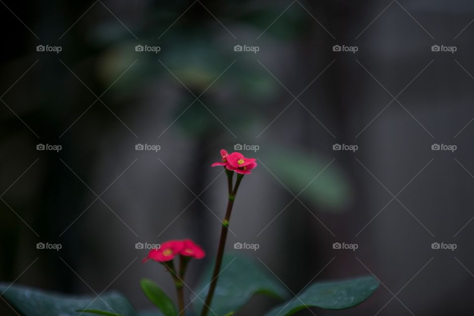 Two single red flowers against dark background. Minimal