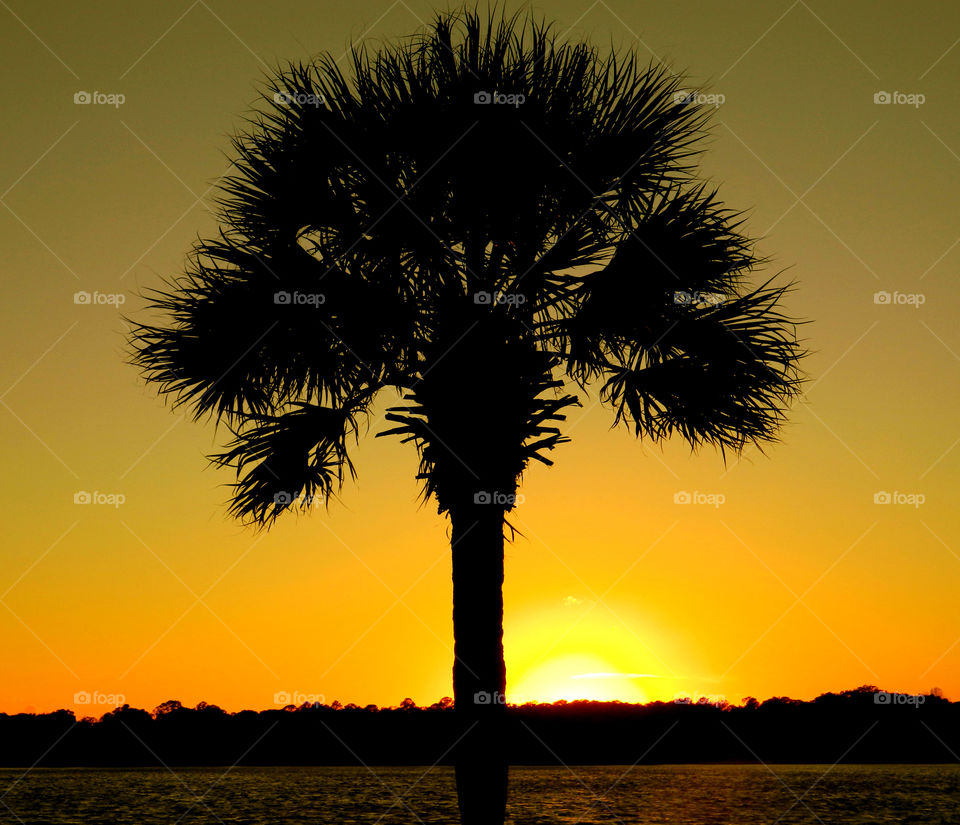 Silhouette of tree during sunset