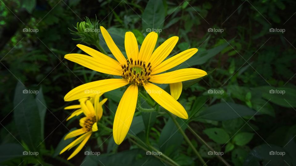 yellow flower . yellow flower in green nature 