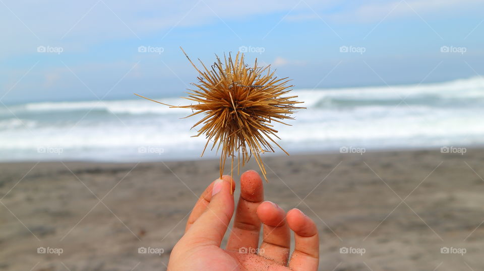 urchin plant