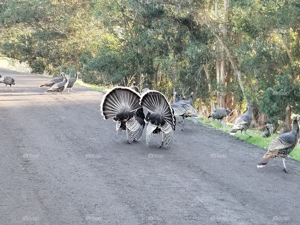 Fanfare, Turkeys crossing a road