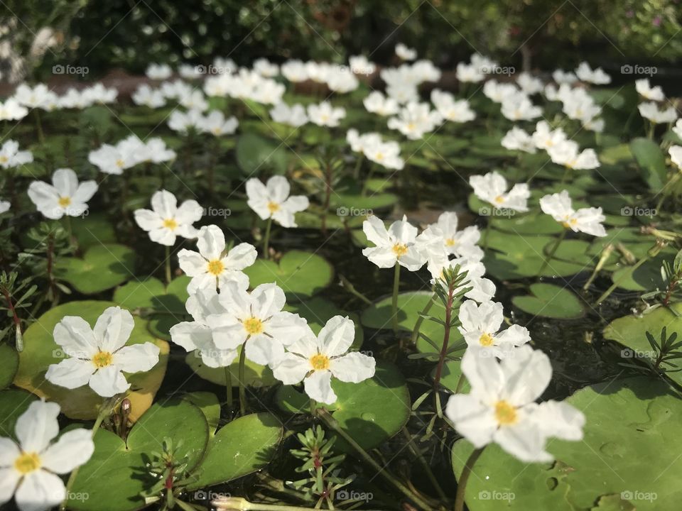 Water plant with white flowers blooming under sunshine