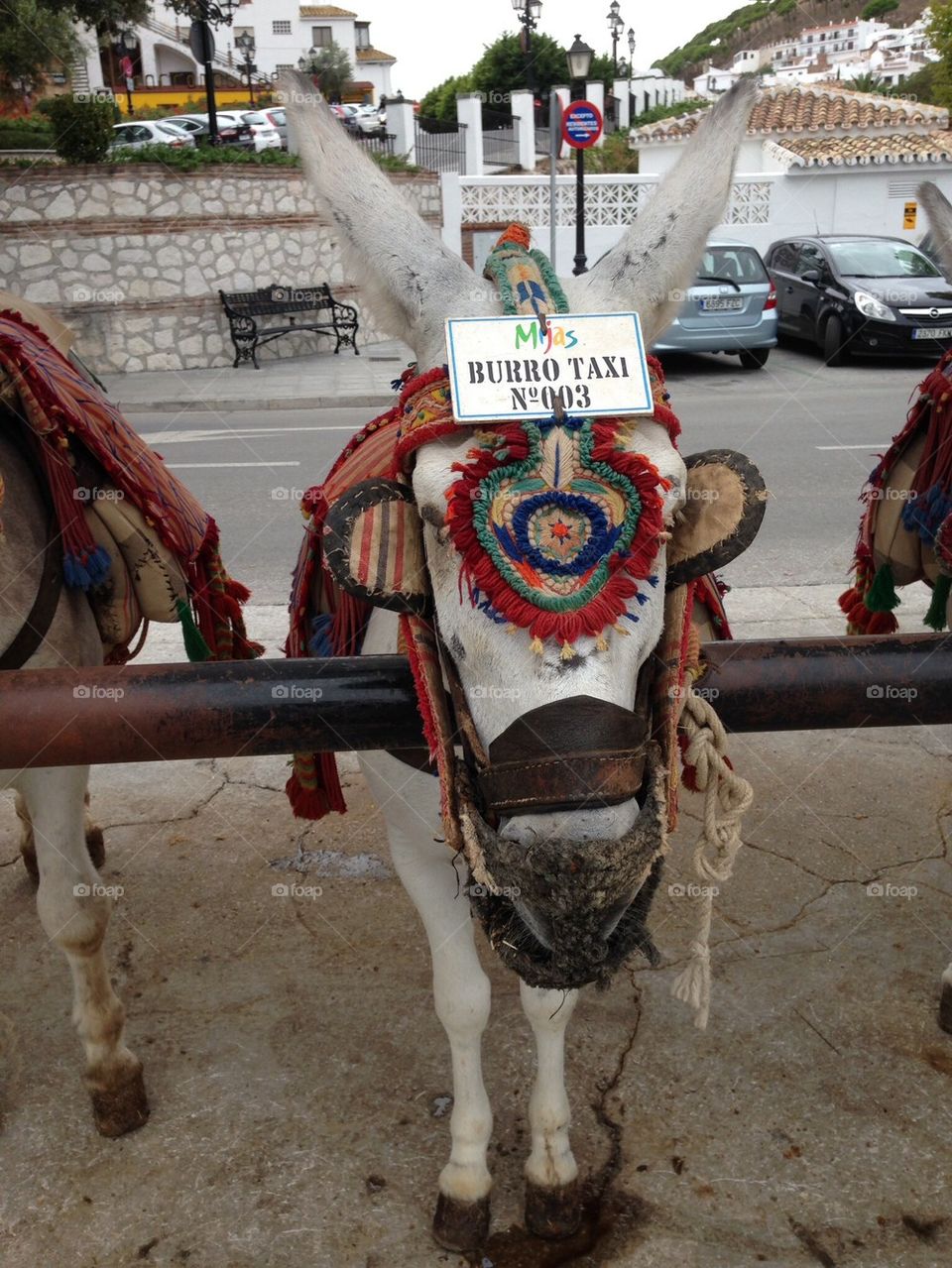 These poor animals stand all day! Any sales from these pics will be donated to a donkey sanctuary!