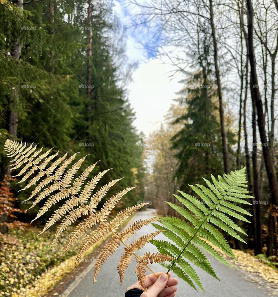 Leaves#nature