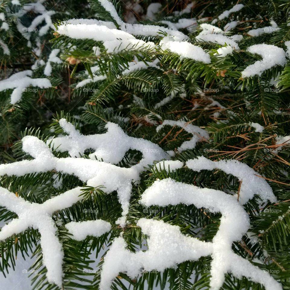 Beautiful snow resting on the branches of a pine tree.