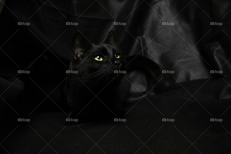 black cat