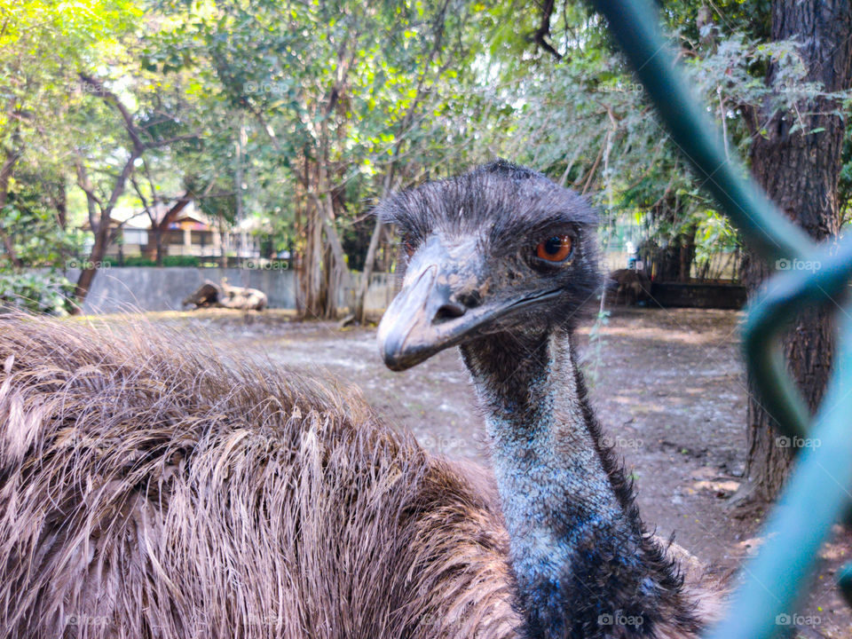 emu