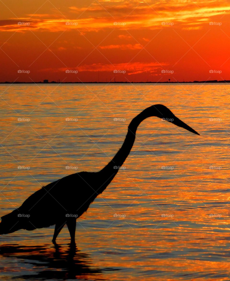 brilliant sunset and a heron silhouette 