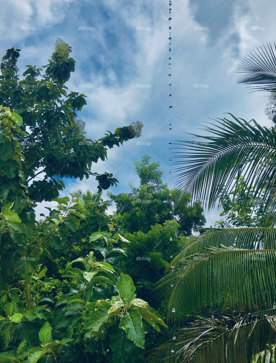 After rain, water droplets from above