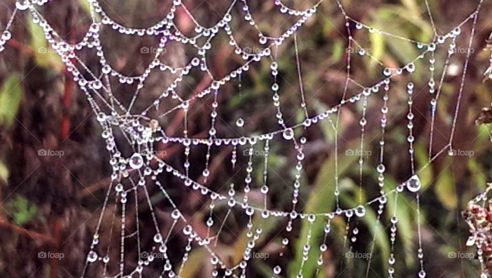 spiderweb