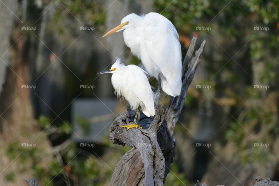 "Birds of a Feather"  Great Egret and Snowy Egret set on dead tree