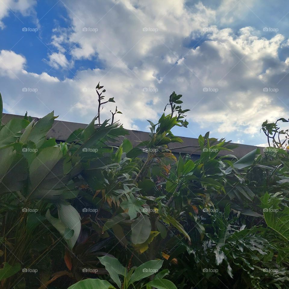 plants on the wall and blue sky view
