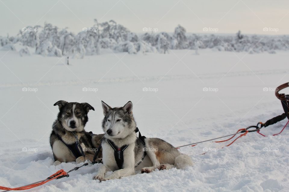 Huskies resting on snow, Finland