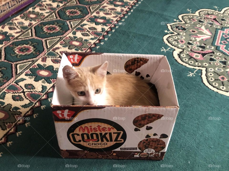 Beautiful cat in  the box