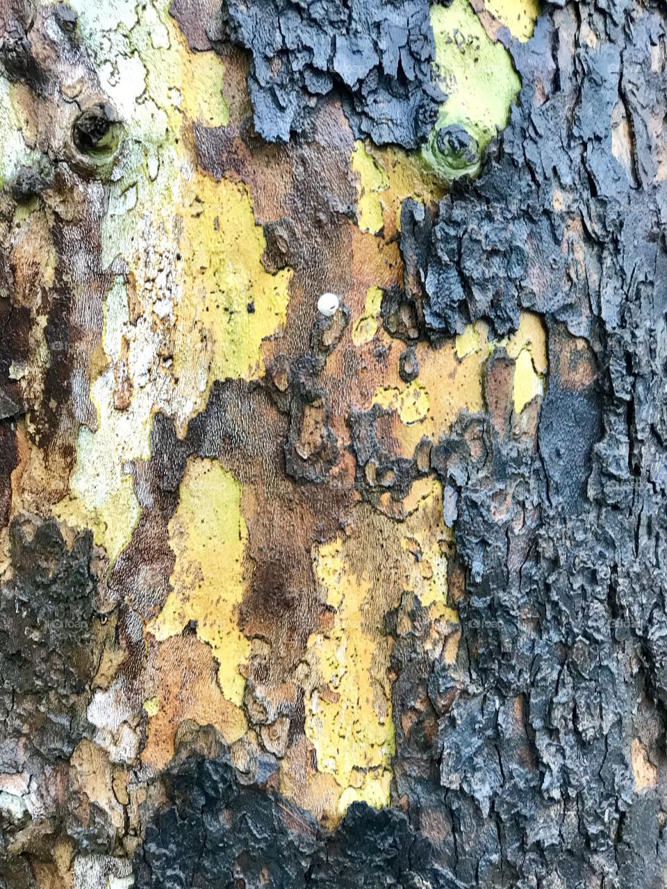 Bark, texture