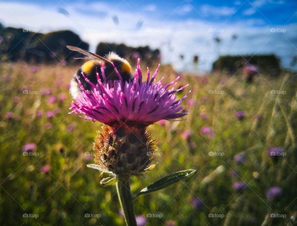 Bumblebee on pink flower