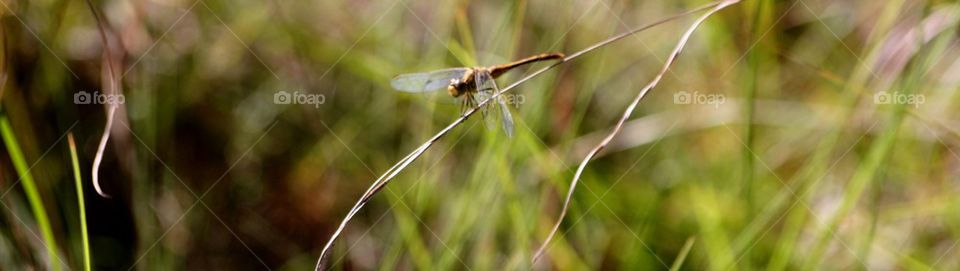 Dragonfly 