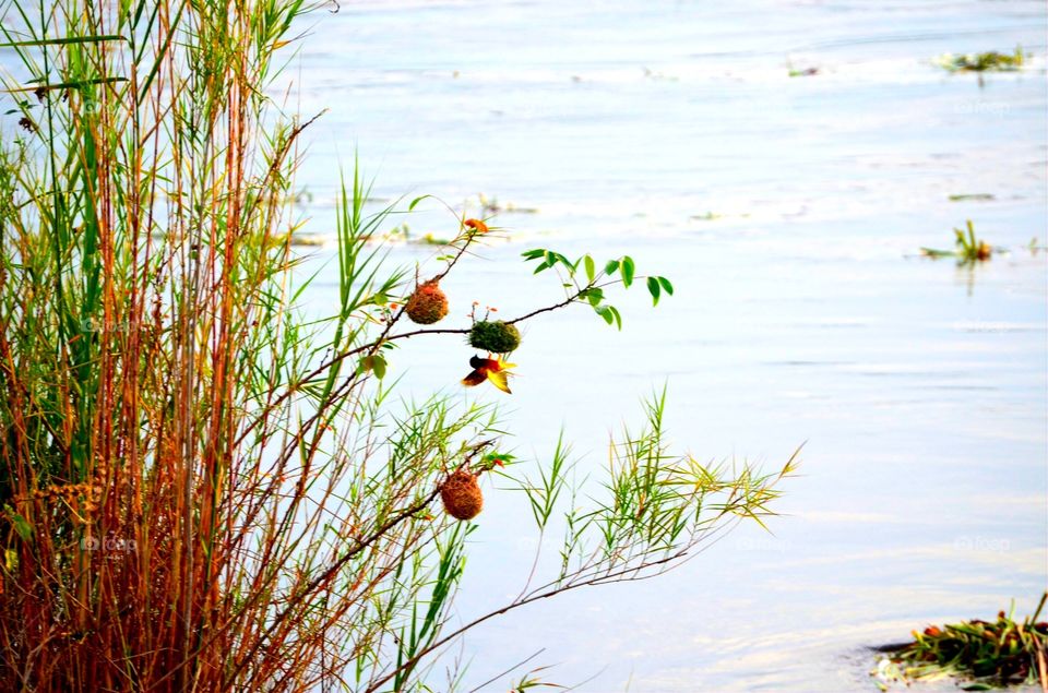 Nature, Water, No Person, Grass, Summer