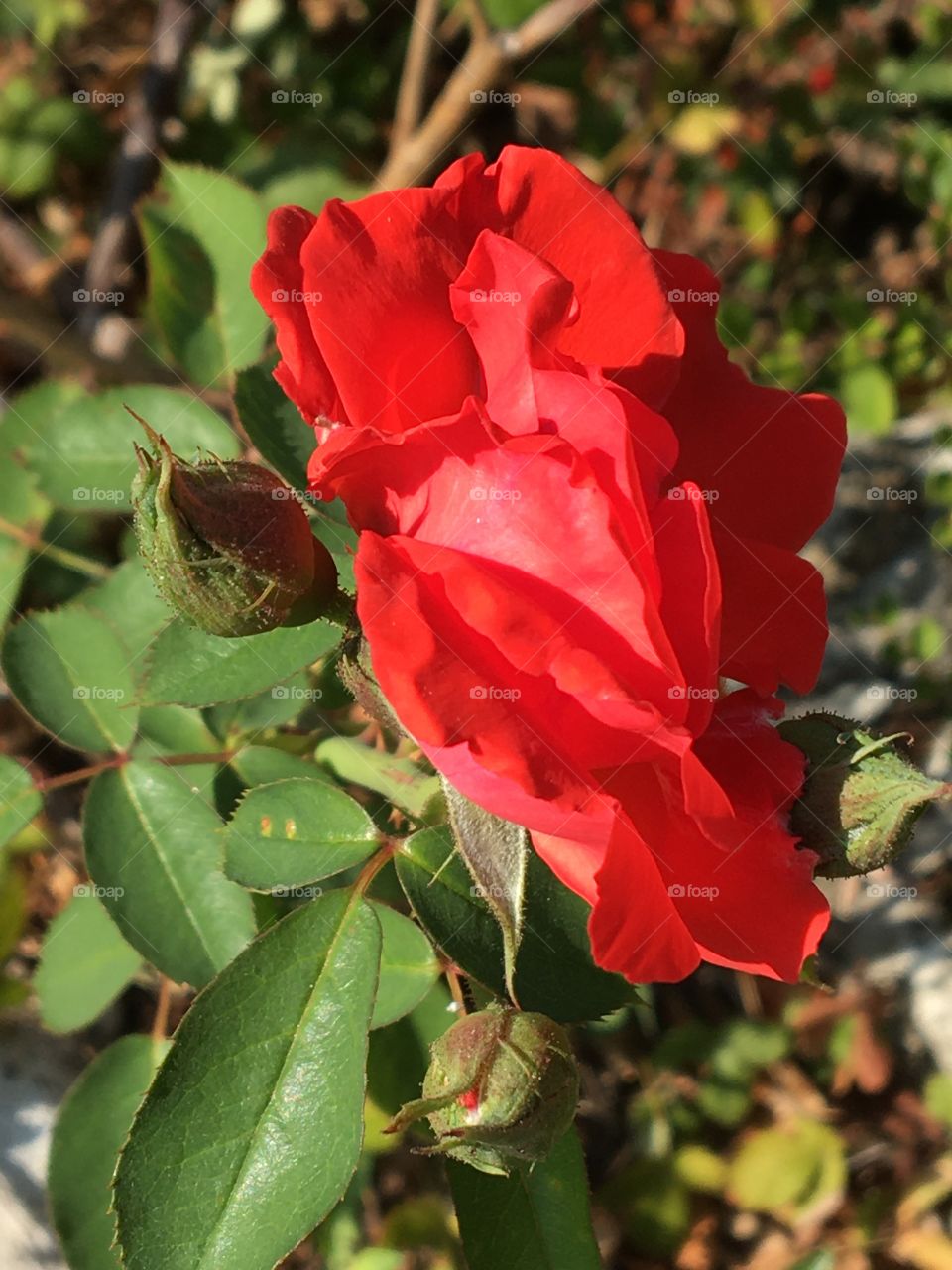 End summer rose against sun