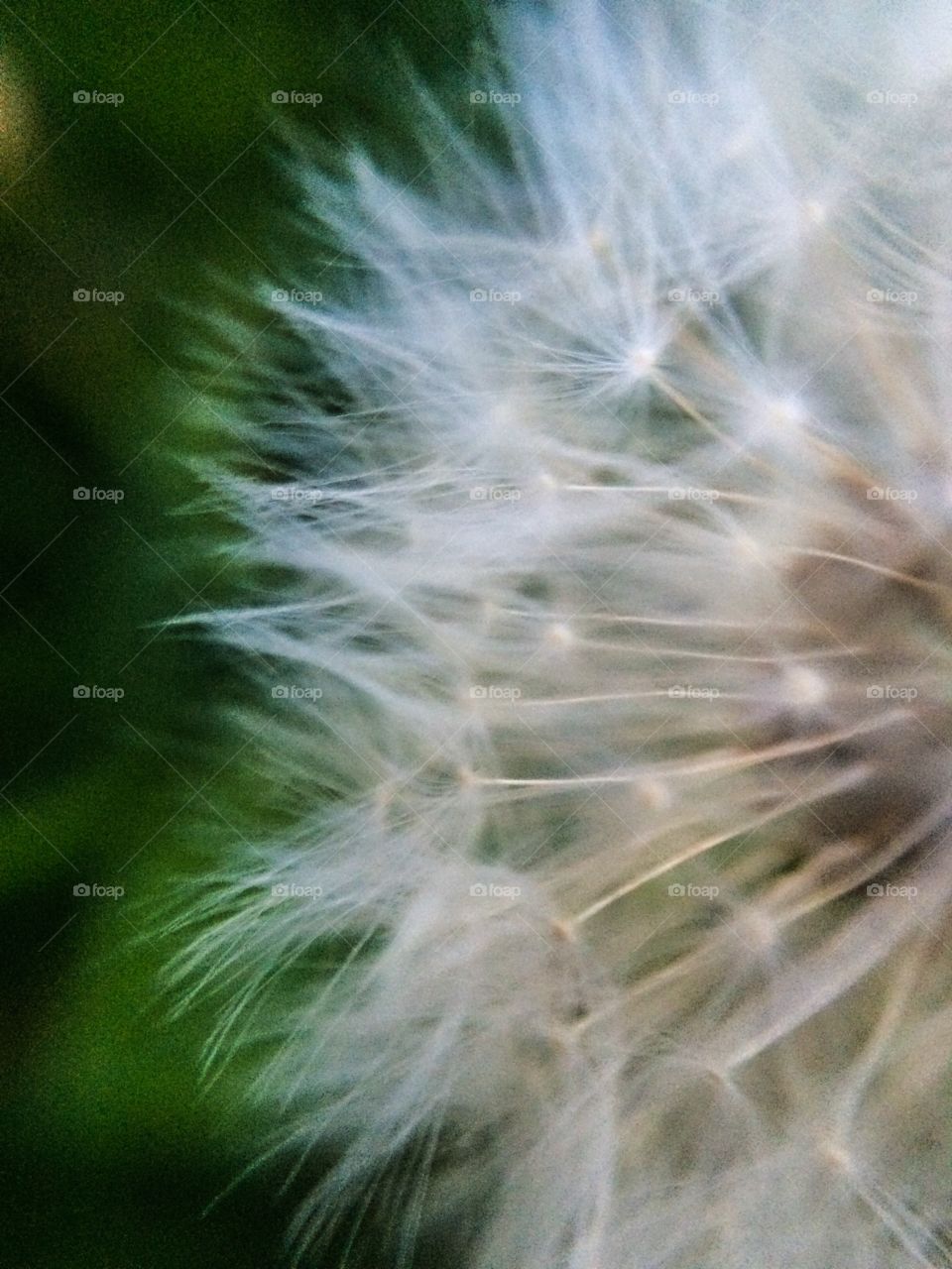 Dandelion in bloom. . Get ready for an infestation of little yellow weeds. 