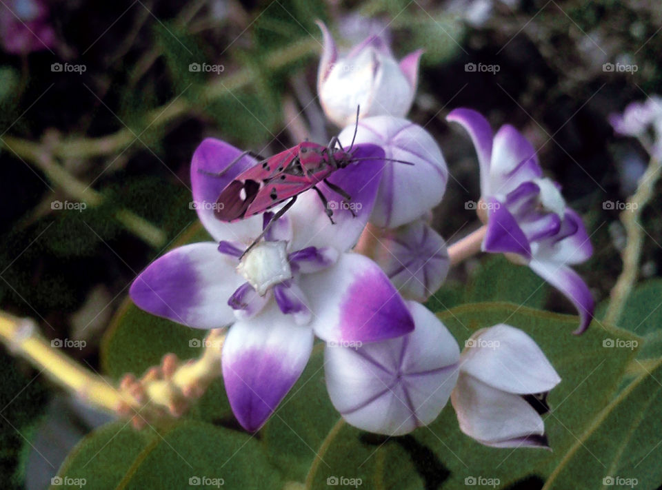 Purple Flower