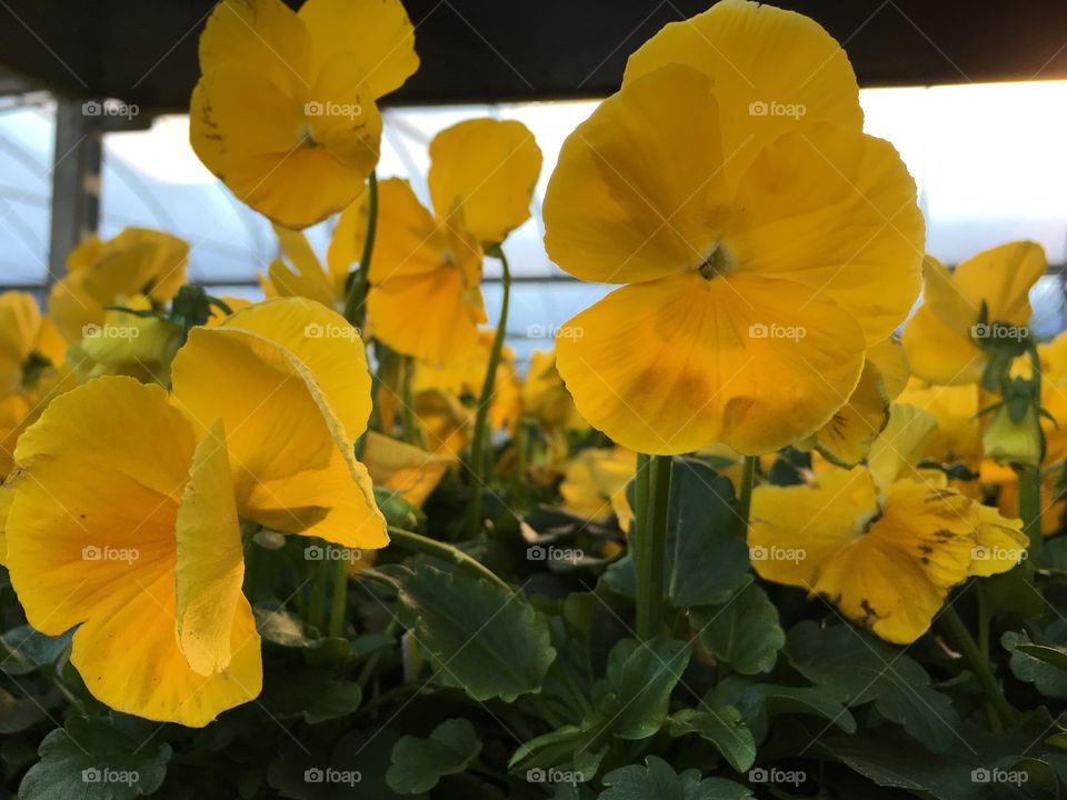 Pansies yellow. Bright and sunny

