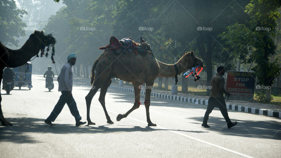 Two camels on way to work, with their masters, giving joy to people who take their ride.