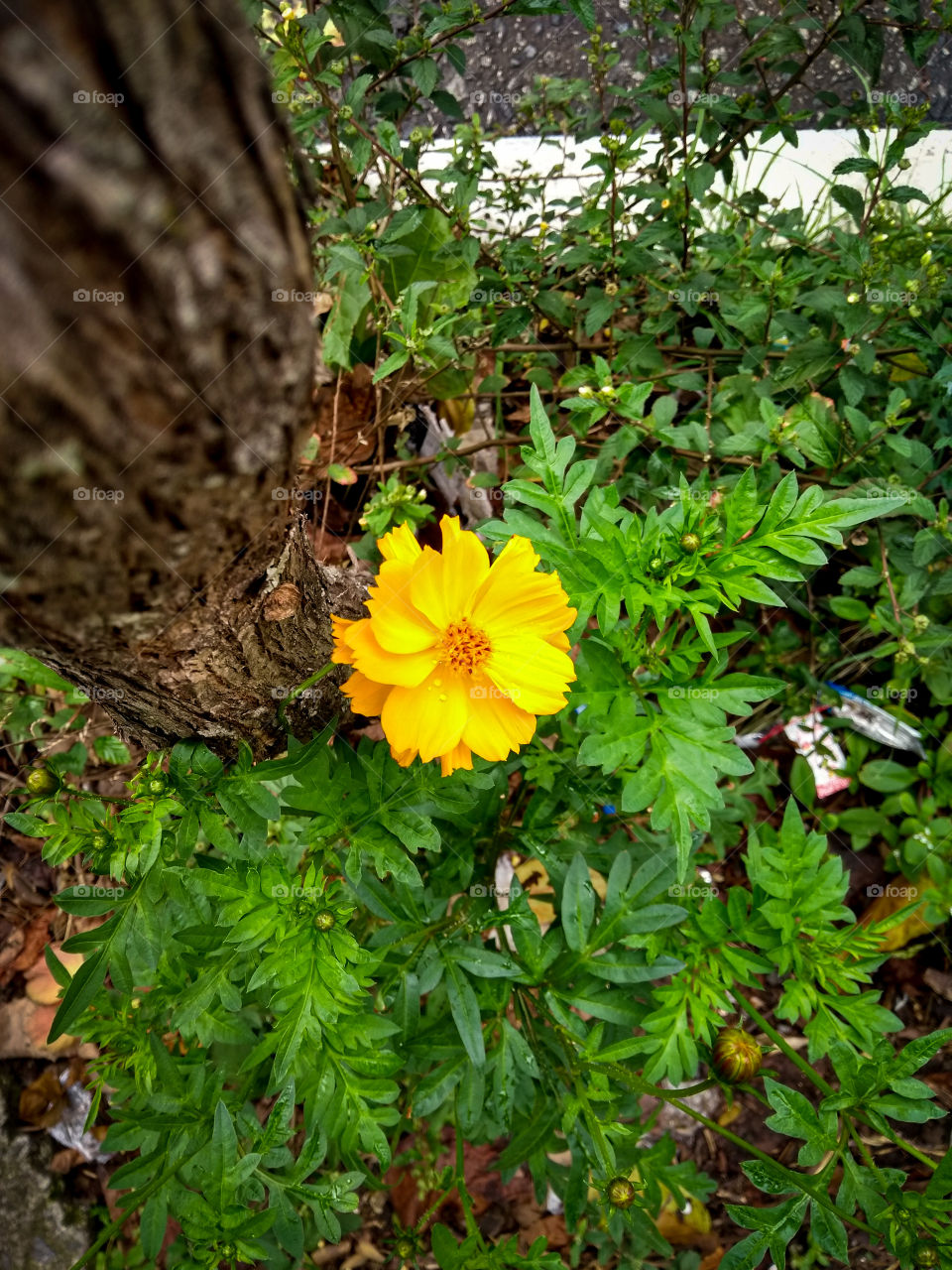 the yellow flower coreopsis