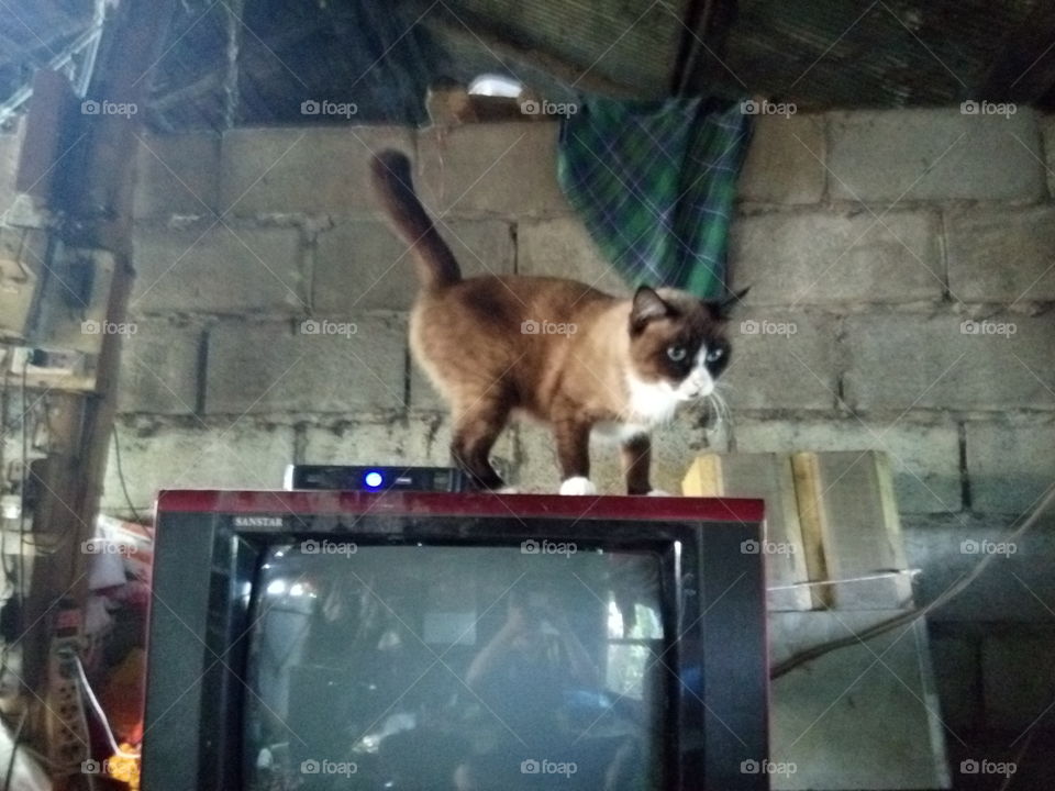 Cat on TV. 
แมวบนทีวี
