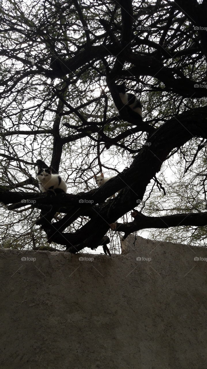 3 gatos en las ramas de árbol observando, en un rancho de Guanajuato, México.