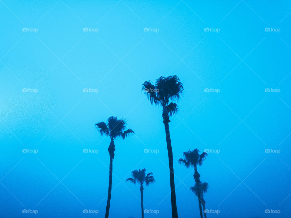 Palm trees on hazy blue sky 