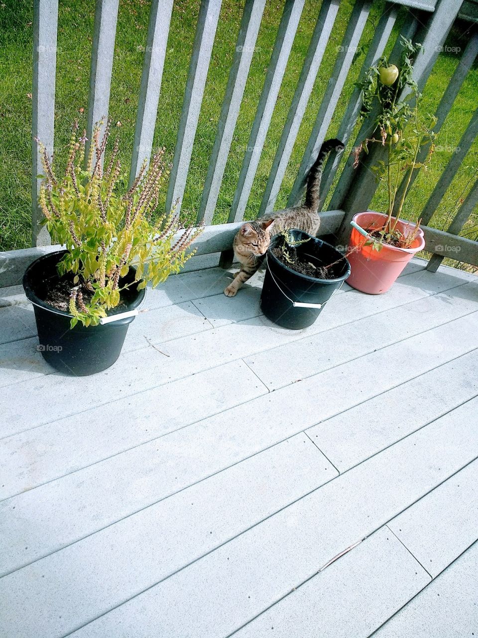 Cats are beautiful and funny at times ! When we love them they will care us and it's just wonderful ❤️