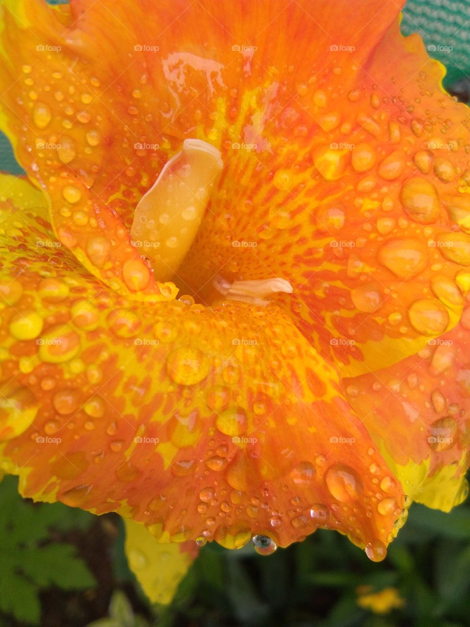 yellow rainy flower