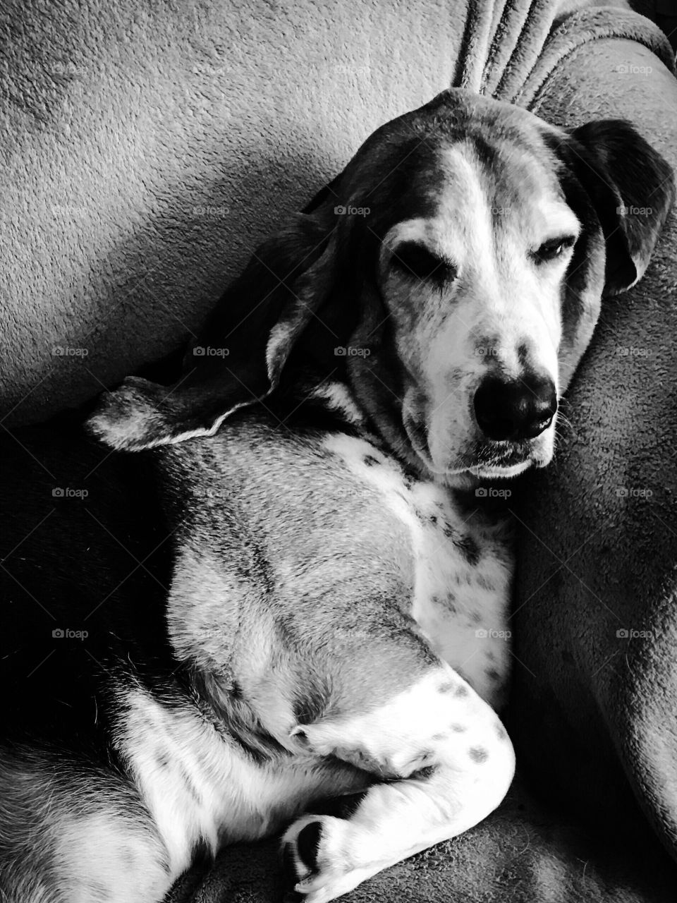 The life of a basset  hound
