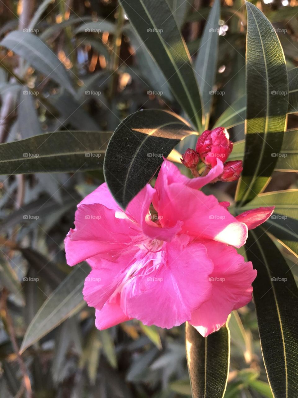 Winter flowers beautiful