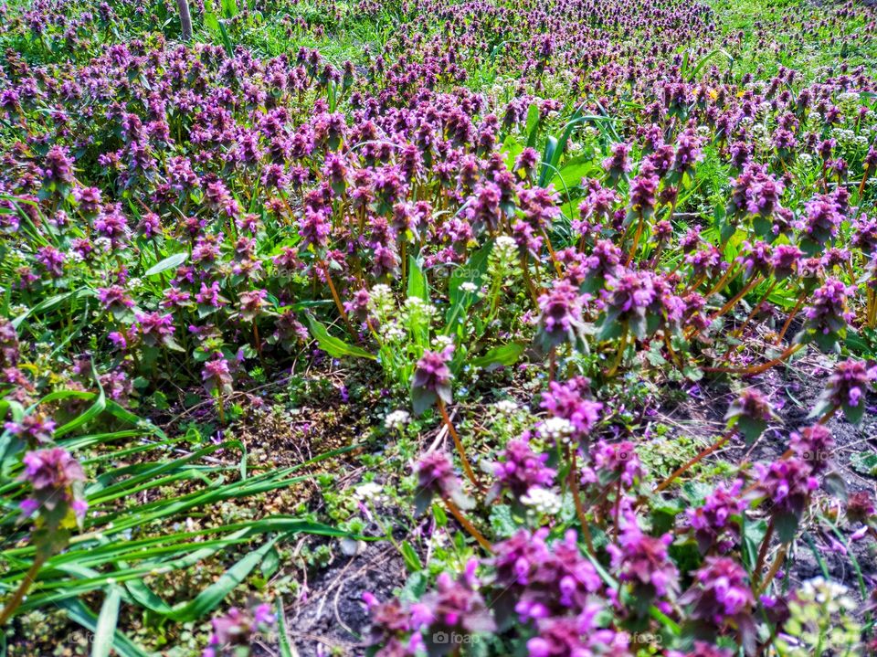 Yasnotka purpurea is a species of annual or biennial herbaceous plants