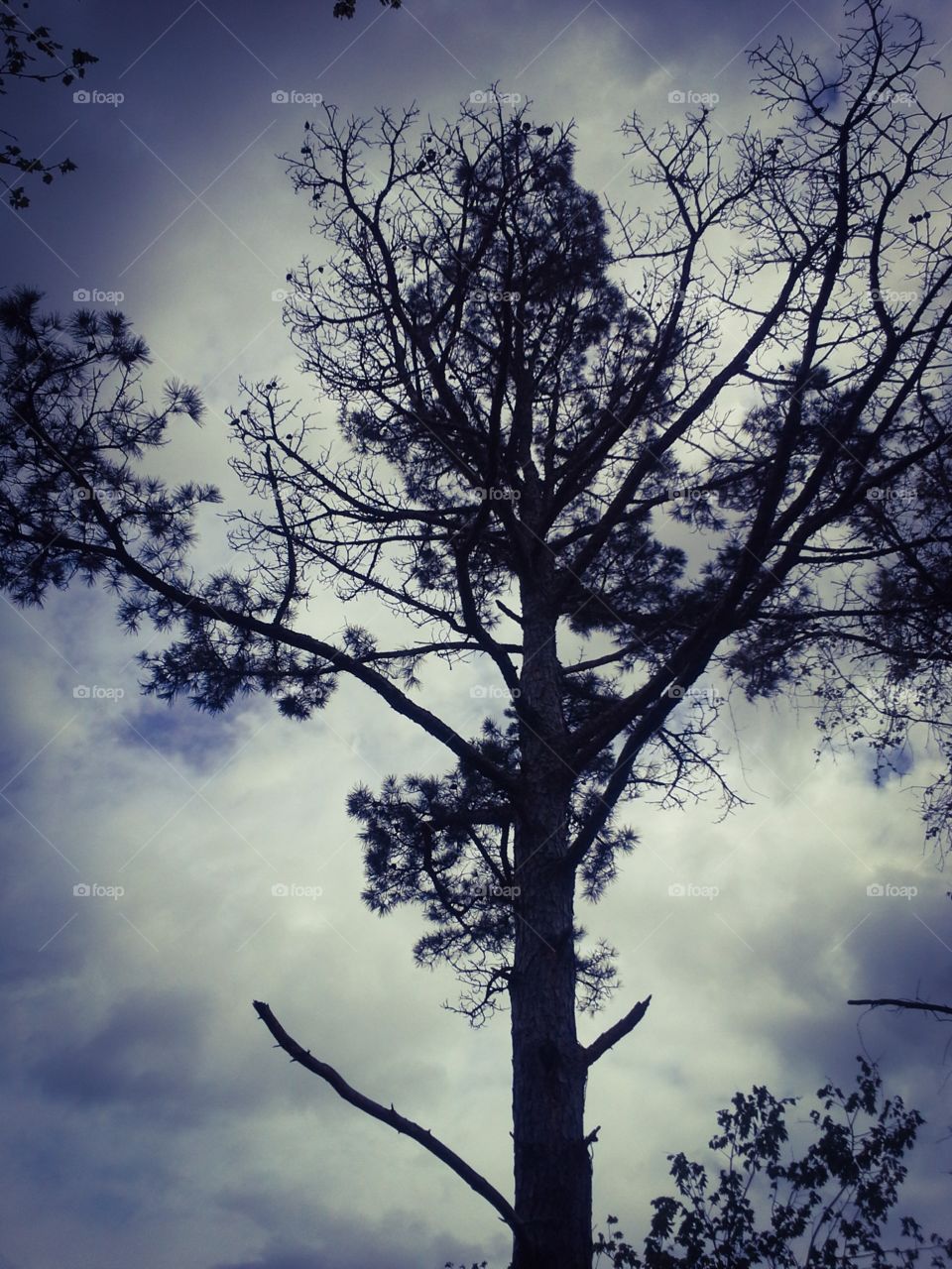 Tree silhouette 