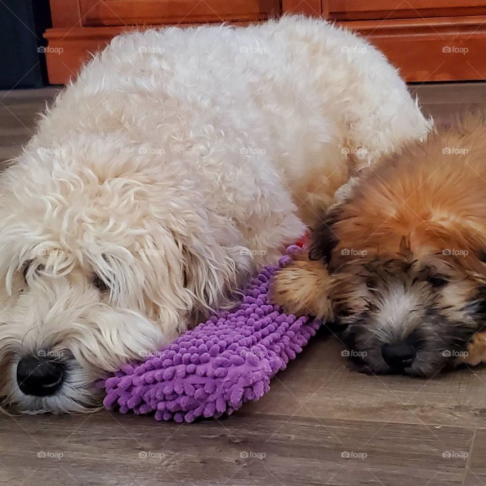 Our seven year old wheaten terrier allows our three month old wheaten terrier to settle in for a nap next to her