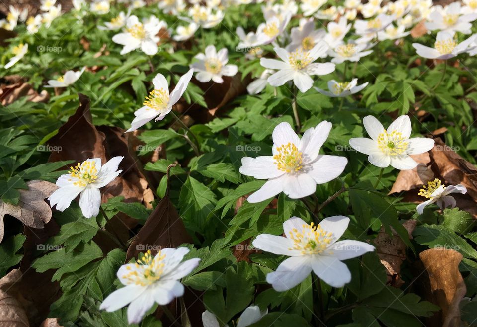 Spring flowers in Malmö, Sweden.