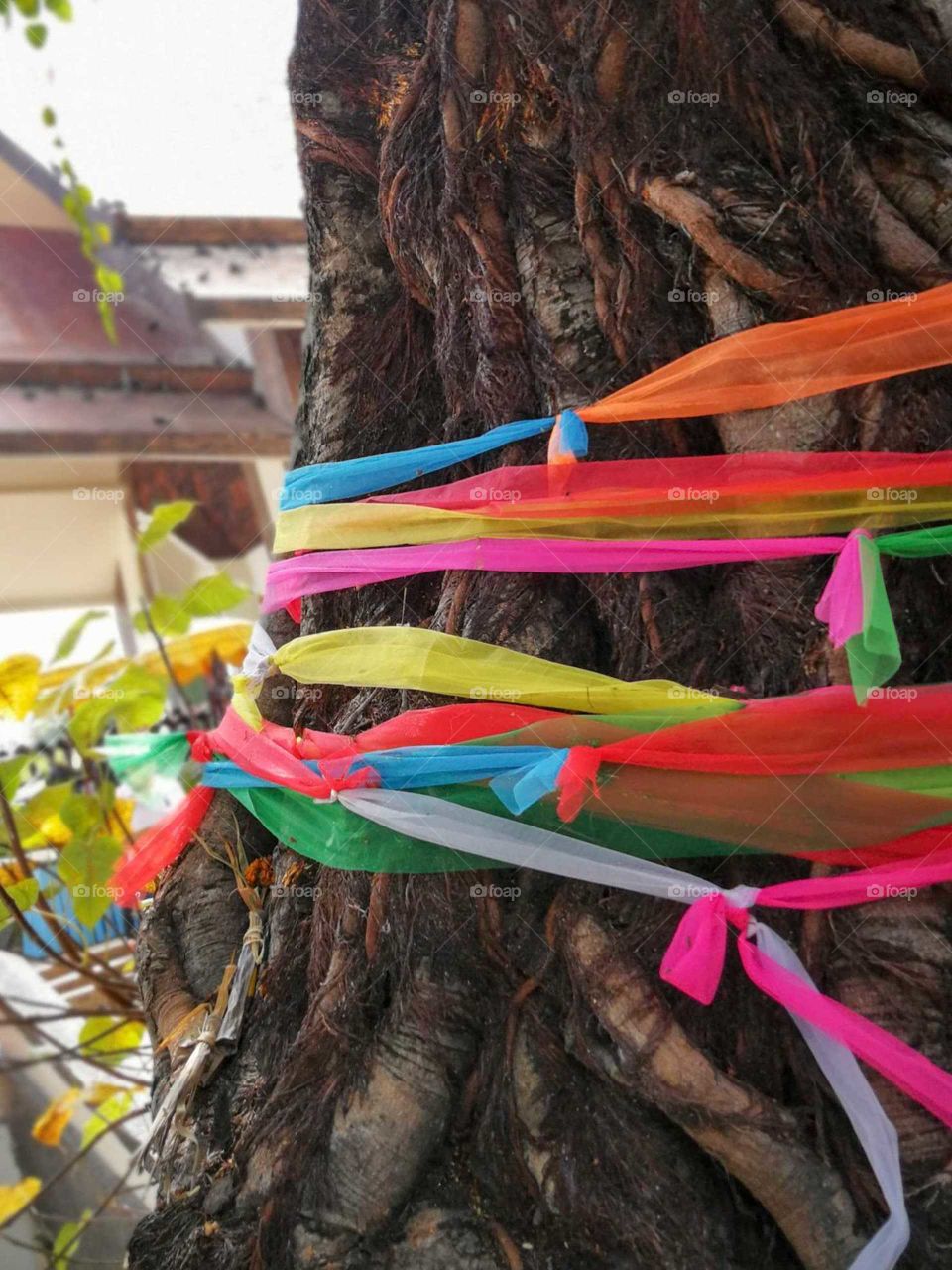 banyan tree tied with colourful silks, believe, faith