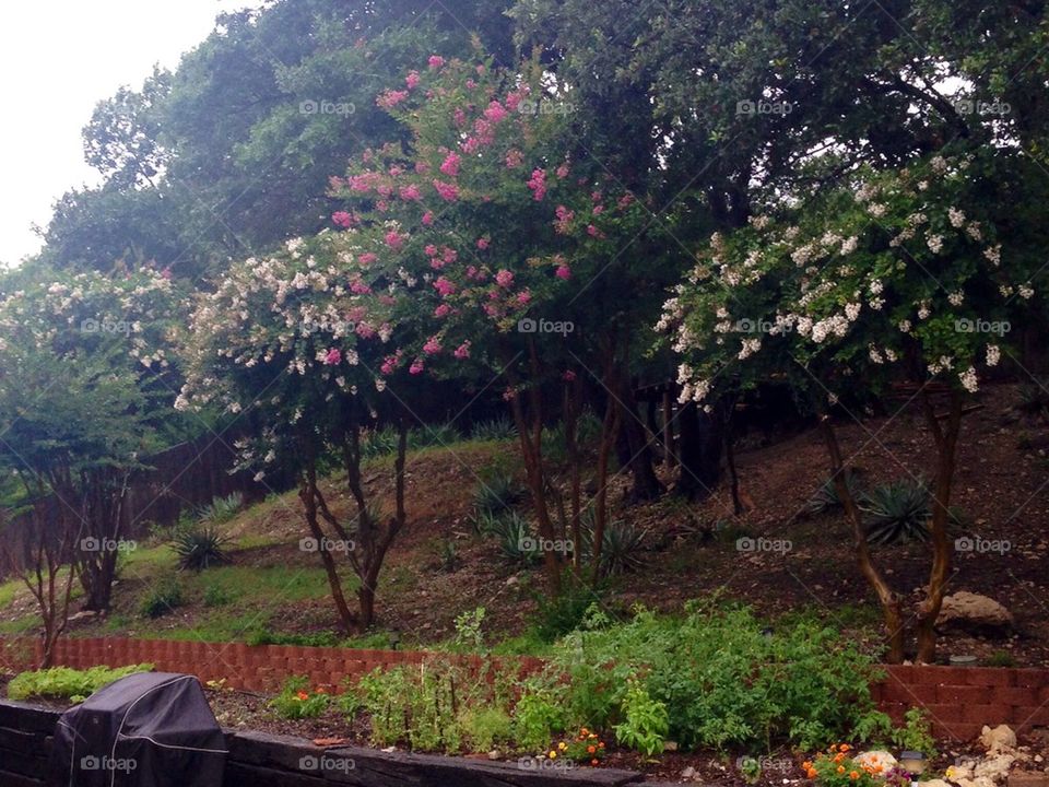 Crepe Myrtles